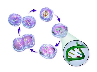 Diagram of the cell cycle showing stages of cell growth and division