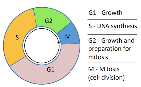 Pie chart of the cell cycle with G1, S, G2, and M phases