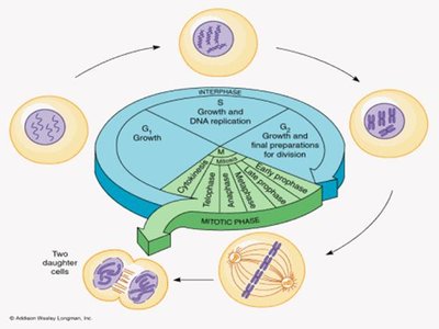 Diagram of the cell cycle with interphase and mitotic phase