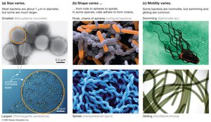 Morphological diversity among bacteria