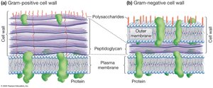 Two types of cell walls in bacteria
