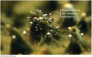 Cyanobacteria releasing oxygen