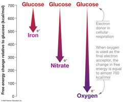 Cellular respiration energy yield with oxygen