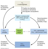 The nitrogen cycle