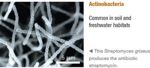 Actinobacteria: Streptomyces griseus