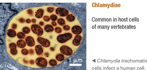 Chlamydiae: Chlamydia trachomatis