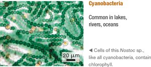 Cyanobacteria: Nostoc sp.