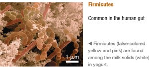 Firmicutes: found in yogurt