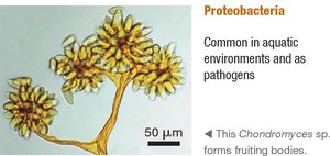 Proteobacteria: Chondromyces sp.