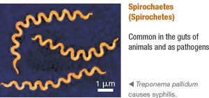 Spirochaetes: Treponema pallidum