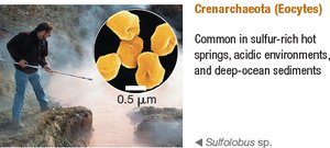 Crenarchaeota: Sulfolobus sp.