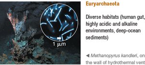 Euryarchaeota: Methanopyrus kandleri
