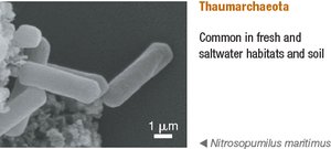 Thaumarchaeota: Nitrosopumilus maritimus