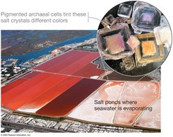 Pigmented archaeal cells in salt ponds