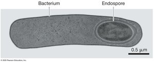 Endospore formation in Clostridium difficile
