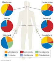 Diversity of human microbiomes