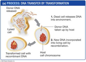 DNA transfer by transformation