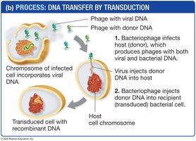 DNA transfer by transduction