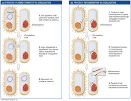 DNA transfer by conjugation