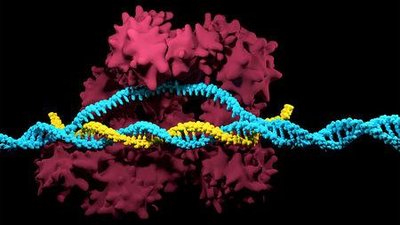 CRISPR/Cas9 complex interacting with DNA