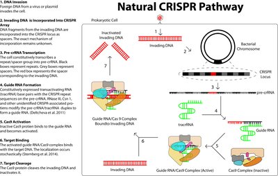 Diagram of the natural CRISPR pathway in prokaryotes