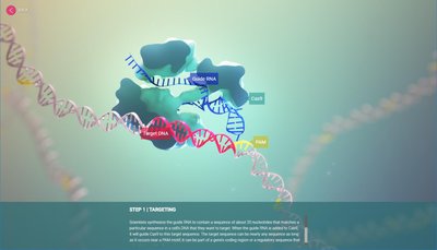 CRISPR/Cas9 targeting and cleavage mechanism