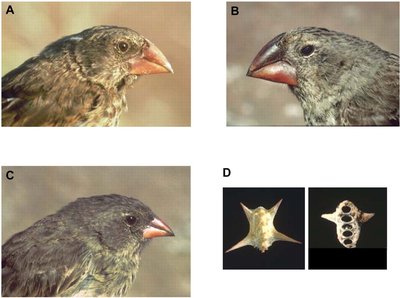 Finch beak variation and survival