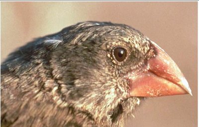 Finch population evolution after drought