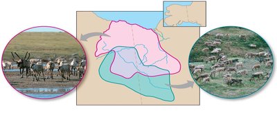 Population ranges of herds