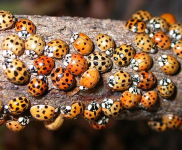 Allelic variation in population