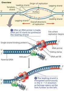 Synthesis of the leading strand during DNA replication