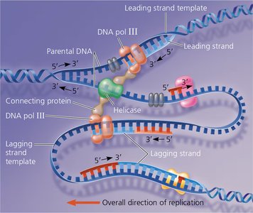 Trombone model of the DNA replication complex