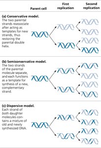 Comparison of conservative, semiconservative, and dispersive models of DNA replication