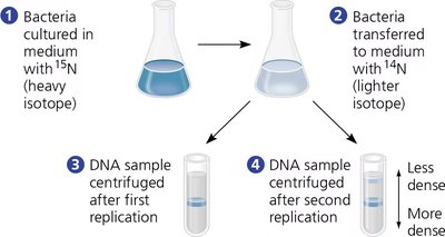 Steps of the Meselson-Stahl experiment