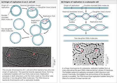 Origins of replication in E. coli and eukaryotic cells