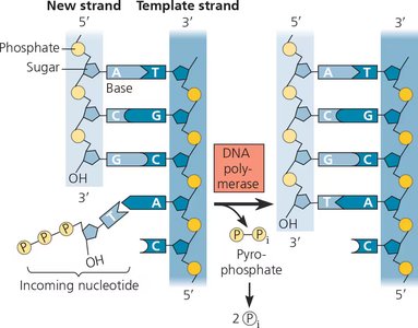 Addition of a nucleotide to a DNA strand by DNA polymerase
