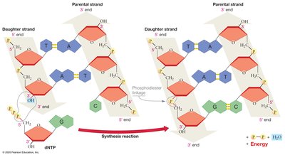 DNA synthesis reaction showing directionality and energy release