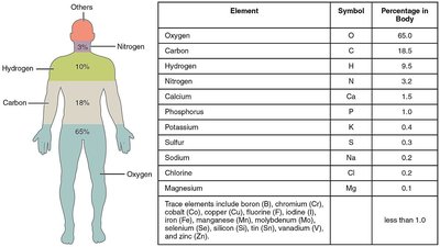 Human body composition by elements and table of elements