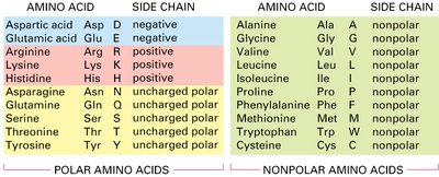 Amino acid classification table