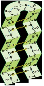 Beta sheet structure with hydrogen bonds