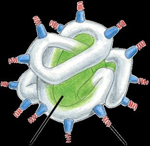 Tertiary structure: hydrophobic core and polar side chains