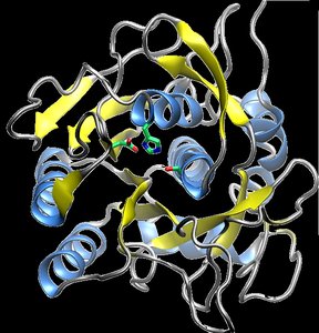 Quaternary structure: multiple polypeptides