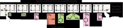 Polypeptide backbone schematic