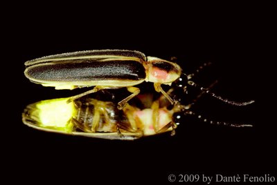 Firefly bioluminescence (luciferase enzyme)