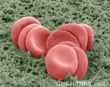 Hemoglobin in red blood cells