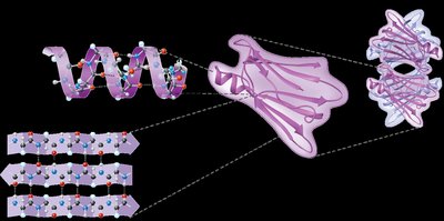 Protein structure levels: primary, secondary, tertiary, quaternary