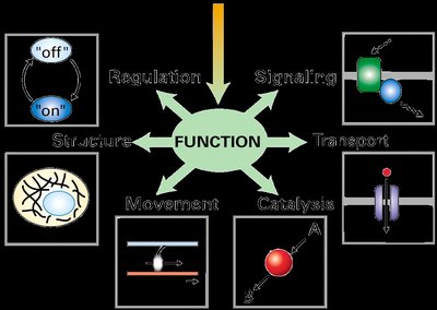 Protein functions diagram