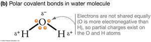 Polar covalent bonds in water molecule