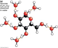 Hydrogen bonding between water molecules