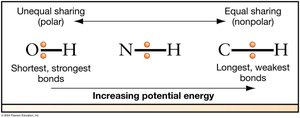 Bond polarity and potential energy